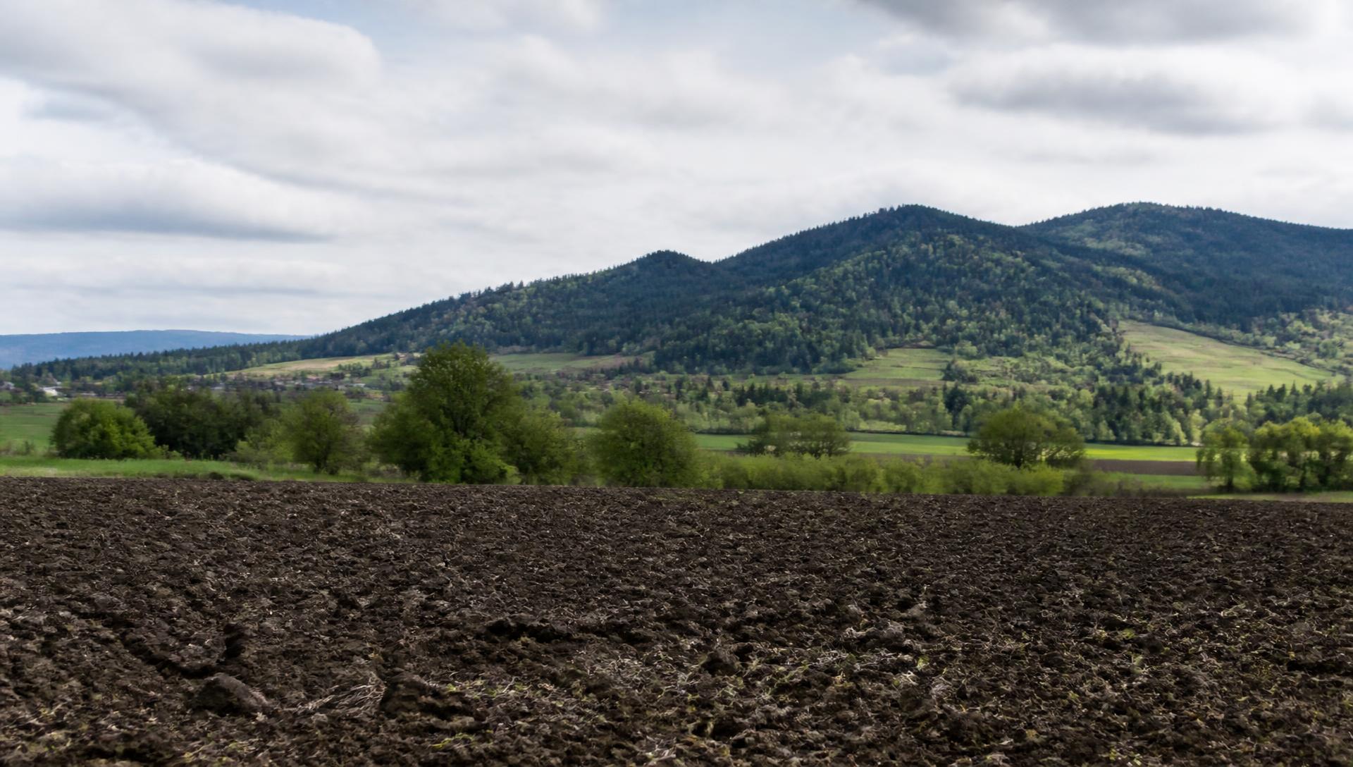 Cultivated fields and hedgerows in Oregon's Willamette Valley under overcast light